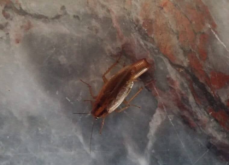 german cockroach