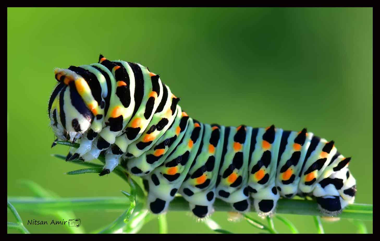 זחל - (לא תולעת)