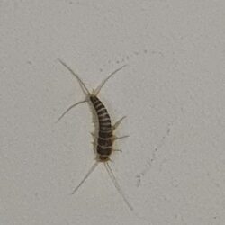 Silverfish pest control