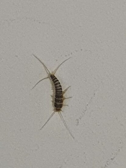 Silverfish pest control