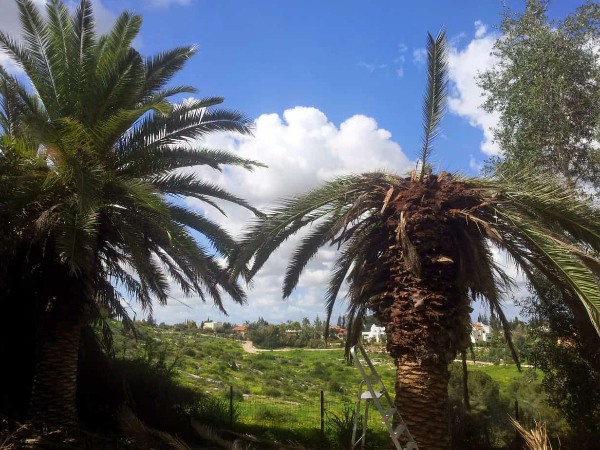 דקל קנרי