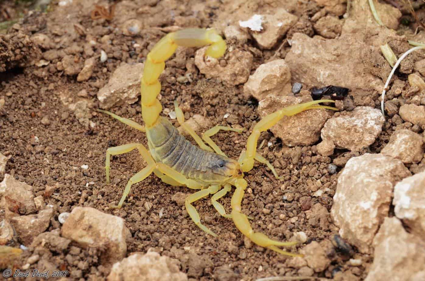 עקרב - -עקצן צהוב