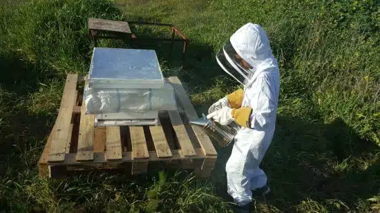 פינוי נחיל דבורים