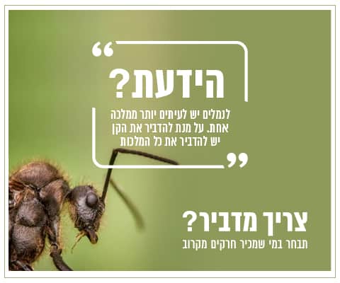 כותרת אתר ג'וק בראש