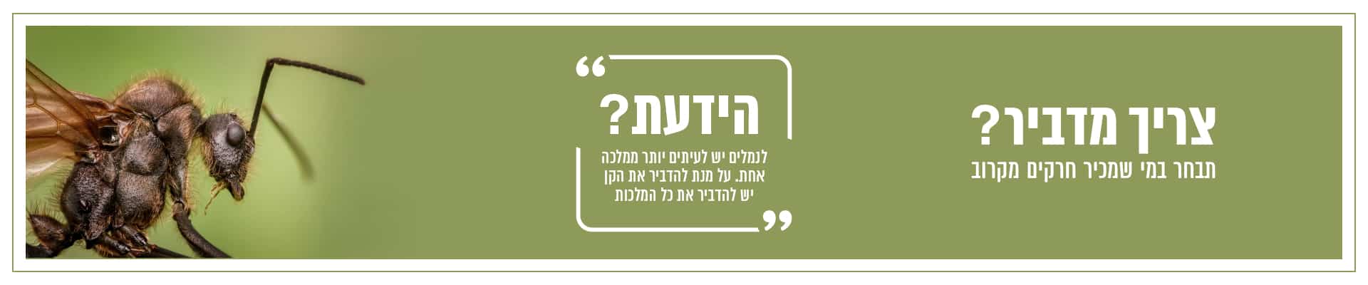 כותרת אתר ג'וק בראש