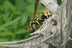 Wasp extermination