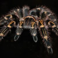 הדברת עכבישים