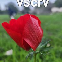 vscrv