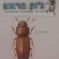 חיפושית הקמח המבולבלת - מזיק מזון